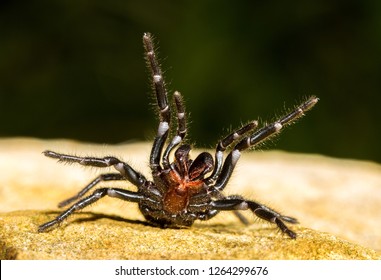 Sydney Funnel Web Spider