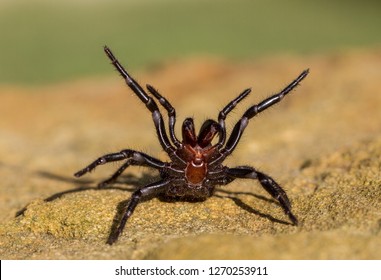 Sydney Funnel Web Spider