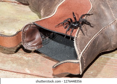 Sydney Funnel Web Spider