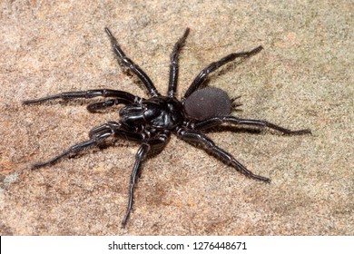 Sydney Funnel Web Spider