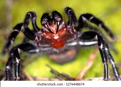 Sydney Funnel Web Spider