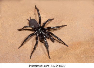 Sydney Funnel Web Spider