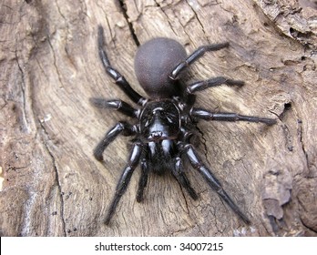 Sydney Funnel Web Spider