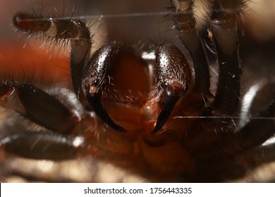 Sydney Funnel Web Spider, Atrax Robustus.