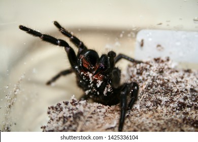 Sydney Funnel Web Spider Showing Fangs Close Up