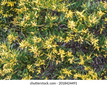 Sydney Golden Wattle (Acacia Longifolia) Leaves