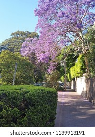 Sydney Jacaranda Trees 