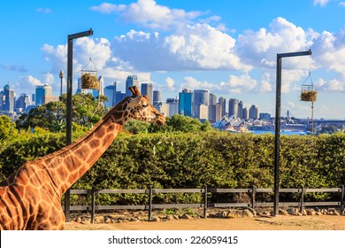 SYDNEY - MAY 14: Giraff at Taronga Zoo on May 14,14 in Sydney. The zoo is managed by the Zoological Parks Board of New South Wales, under the trading name Taronga Conservation Society.