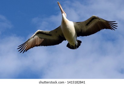 Sydney, New South Wales, Australia. June 2019. A Pelican Flies Overhead At Long Reef In Sydney, NSW.