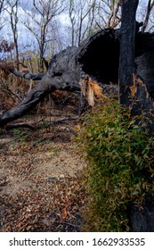 Sydney New South Wales / Australian - February 27 2020 Australian Natives Bushfire Recovery Nattai 