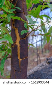 Sydney New South Wales / Australian - February 27 2020 Australian Natives Bushfire Recovery Nattai 