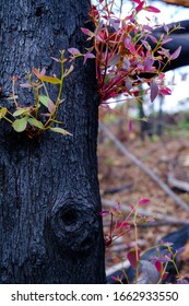 Sydney New South Wales / Australian - February 27 2020 Australian Natives Bushfire Recovery Nattai 