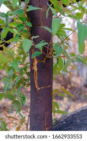 Sydney New South Wales / Australian - February 27 2020 Australian Natives Bushfire Recovery Nattai 