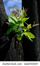 Sydney New South Wales / Australian - February 27 2020 Australian Natives Bushfire Recovery Nattai 