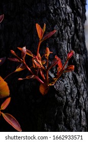 Sydney New South Wales / Australian - February 27 2020 Australian Natives Bushfire Recovery Nattai 