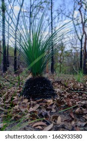 Sydney New South Wales / Australian - February 27 2020 Australian Natives Bushfire Recovery Nattai 