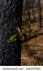 Sydney New South Wales / Australian - February 27 2020 Australian Natives Bushfire Recovery Nattai 