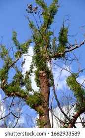 Sydney New South Wales / Australian - February 27 2020 Australian Natives Bushfire Recovery Nattai 