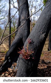 Sydney New South Wales / Australian - February 27 2020 Australian Natives Bushfire Recovery Nattai 