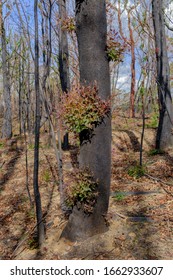 Sydney New South Wales / Australian - February 27 2020 Australian Natives Bushfire Recovery Nattai 