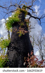 Sydney New South Wales / Australian - February 27 2020 Australian Natives Bushfire Recovery Nattai 