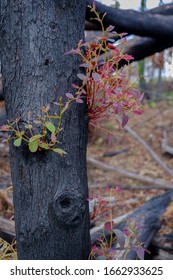 Sydney New South Wales / Australian - February 27 2020 Australian Natives Bushfire Recovery Nattai 