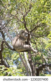 Sydney, New South Wales/Australia-December 21,2016: One koala sleeping in tree at the Taronga Zoo on a sunny day in Sydney, Australia