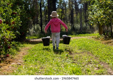 Sydney NSW Australia 25th April 2021: Child Carrying Buckets Full Of Red Apples That Have Been Picked From The Apple Trees On Apple Farm
