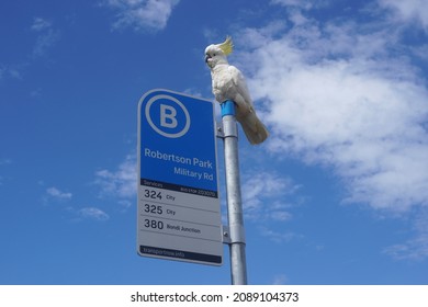 Sydney, NSW, Australia, December 9, 2021. Low Angle View Of A Sulphur-Crested Cockatoo Atop A Bus Stop Sign