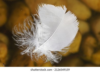 Sydney, NSW, Australia, January 2, 2022. Cockatoo Feather Floating On Water Above Pebbles