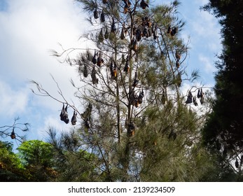 Sydney NSW Australia - March 15th 2022- Native Australian Trees And Flying Foxes Hanging For Sleep At Riverglade Reserve On A Sunny Autumn Morning