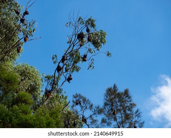 Sydney NSW Australia - March 15th 2022- Native Australian Trees And Flying Foxes Hanging For Sleep At Riverglade Reserve On A Sunny Autumn Morning