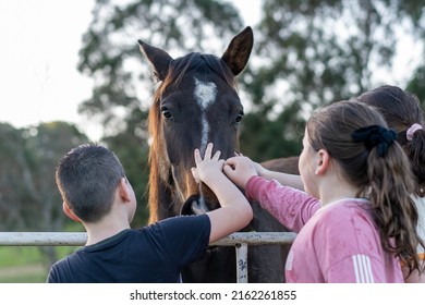 Sydney NSW Australia May 2020: children patting friendly horse in horse paddock  - Shutterstock ID 2162261855