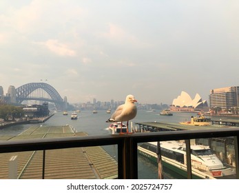 Sydney, NSW, AUstralia October 2nd 2019

Seagull Near Sydney Harbour When Smoke From Bush Fire Covered The City 