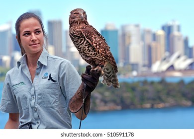 SYDNEY - OCT 19 2016:Australian female falconry carry a Brown falcon in Taronga Zoo Sydney New South Wales Australia.