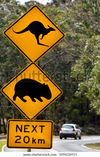 SYDNEY - OCT 23 2016:Car pass a warning road sign\
to beware of Kangaroo and Wombat. Hundreds of thousands of wild\
animals are killed each year after being hit by motor vehicles on\
Australian roads.