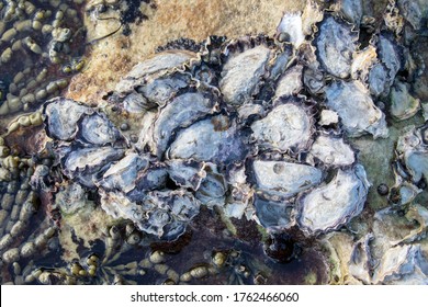 Sydney Rock Oysters Growing On Rocks In The Intertidal Zone