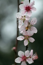 Sydney Spring Peach Flower