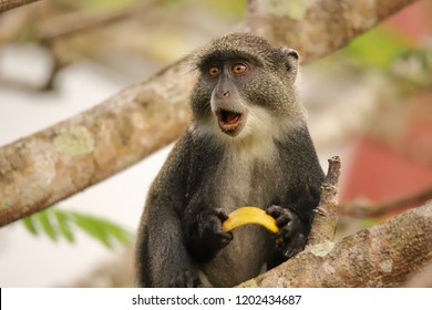 The sykes monkey seems to be surprised - Powered by Shutterstock