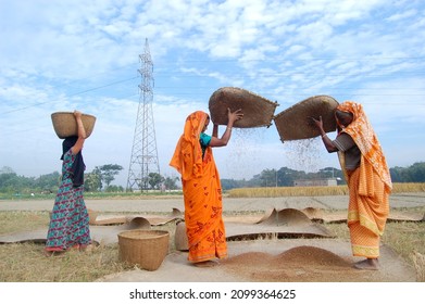 Sylhet, Bangladesh - 13 December 2014: Farmers threshing paddy rice with a traditional style.