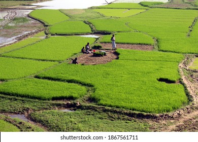 Sylhet, Bangladesh - 17 December 2017: Farmers Are Working On The Paddy Seedbed, They Are Eating Lunch Sitting In The Field Due To Their Busy Schedule. Teenage Member Of The Family Is Helping Them.