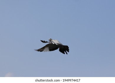 Sylhet, Bangladesh - 3.26.2021: A Wonderful Capture Of A Pidgeon Flying. 