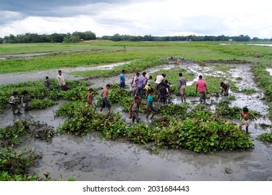 Sylhet, Bangladesh - 8 October 2015: A Beautiful View Of Fishing In Shallow Muddy Water.