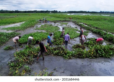 Sylhet, Bangladesh - 8 October 2015: A Beautiful View Of Fishing In Shallow Muddy Water.