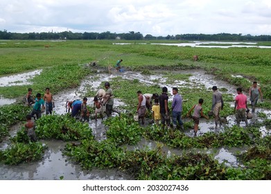 Sylhet, Bangladesh - 8 October 2015: A Beautiful View Of Fishing In Shallow Muddy Water.