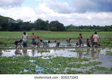 Sylhet, Bangladesh - 8 October 2015: A Beautiful View Of Fishing In Shallow Muddy Water.