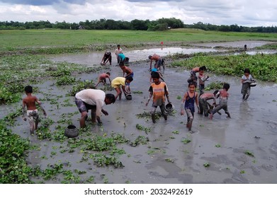 Sylhet, Bangladesh - 8 October 2015: A Beautiful View Of Fishing In Shallow Muddy Water.