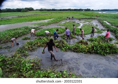 Sylhet, Bangladesh - 8 October 2015: A Beautiful View Of Fishing In Shallow Muddy Water.