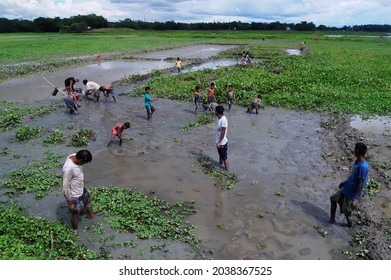 Sylhet, Bangladesh - 8 October 2015: A Beautiful View Of Fishing In Shallow Muddy Water.