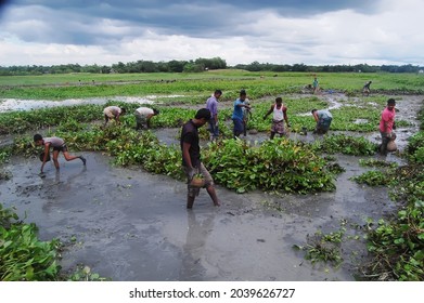 Sylhet, Bangladesh - 8 October 2015: A Beautiful View Of Fishing In Shallow Muddy Water.